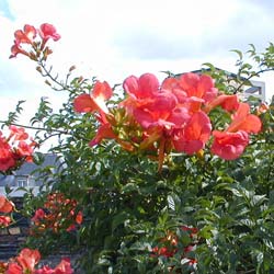 Bignonia Stromboli